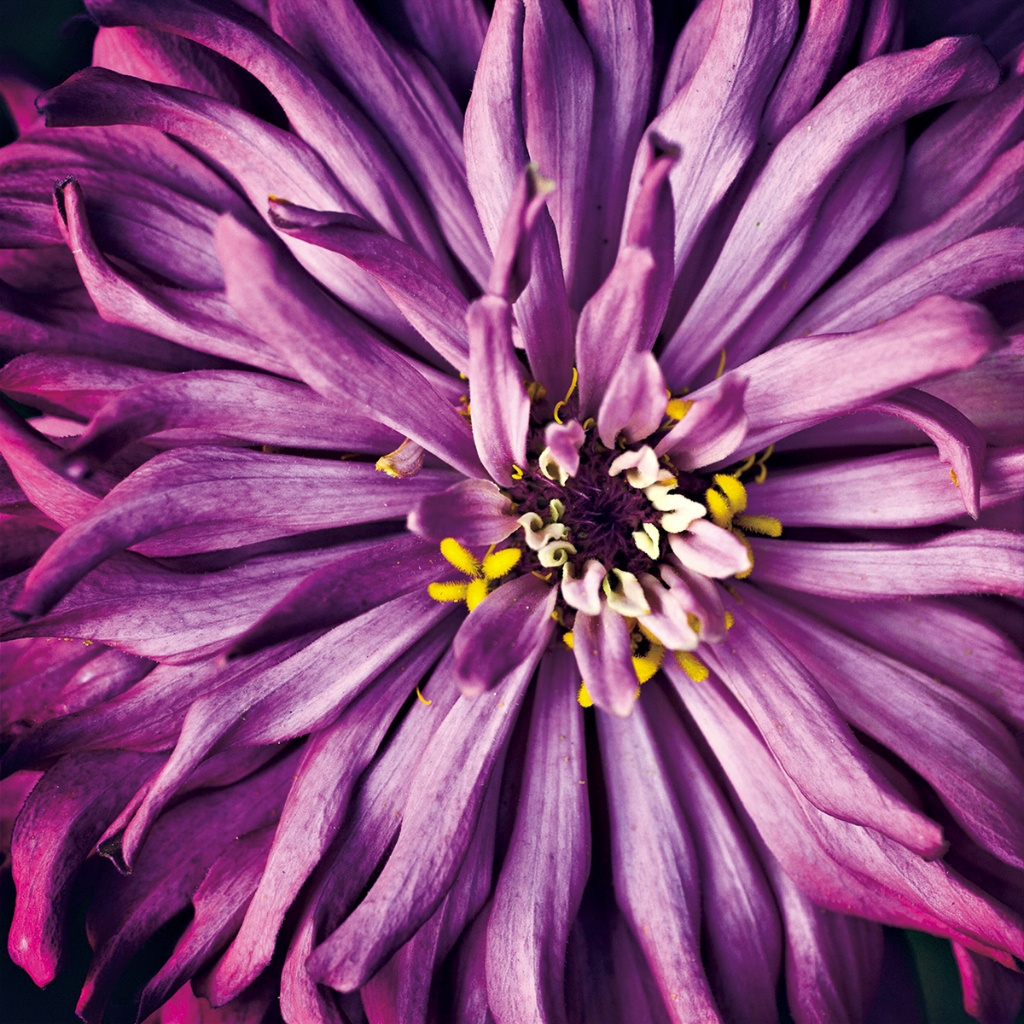 photograph from the collection <i>flora</i> by Mark Paul Petrick