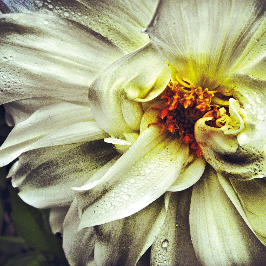 photograph from the collection <i>flora</i> by Mark Paul Petrick