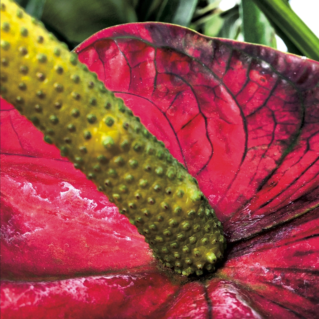 photograph from the collection <i>flora</i> by Mark Paul Petrick