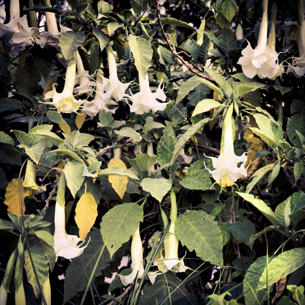 photograph from the collection <i>flora</i> by Mark Paul Petrick